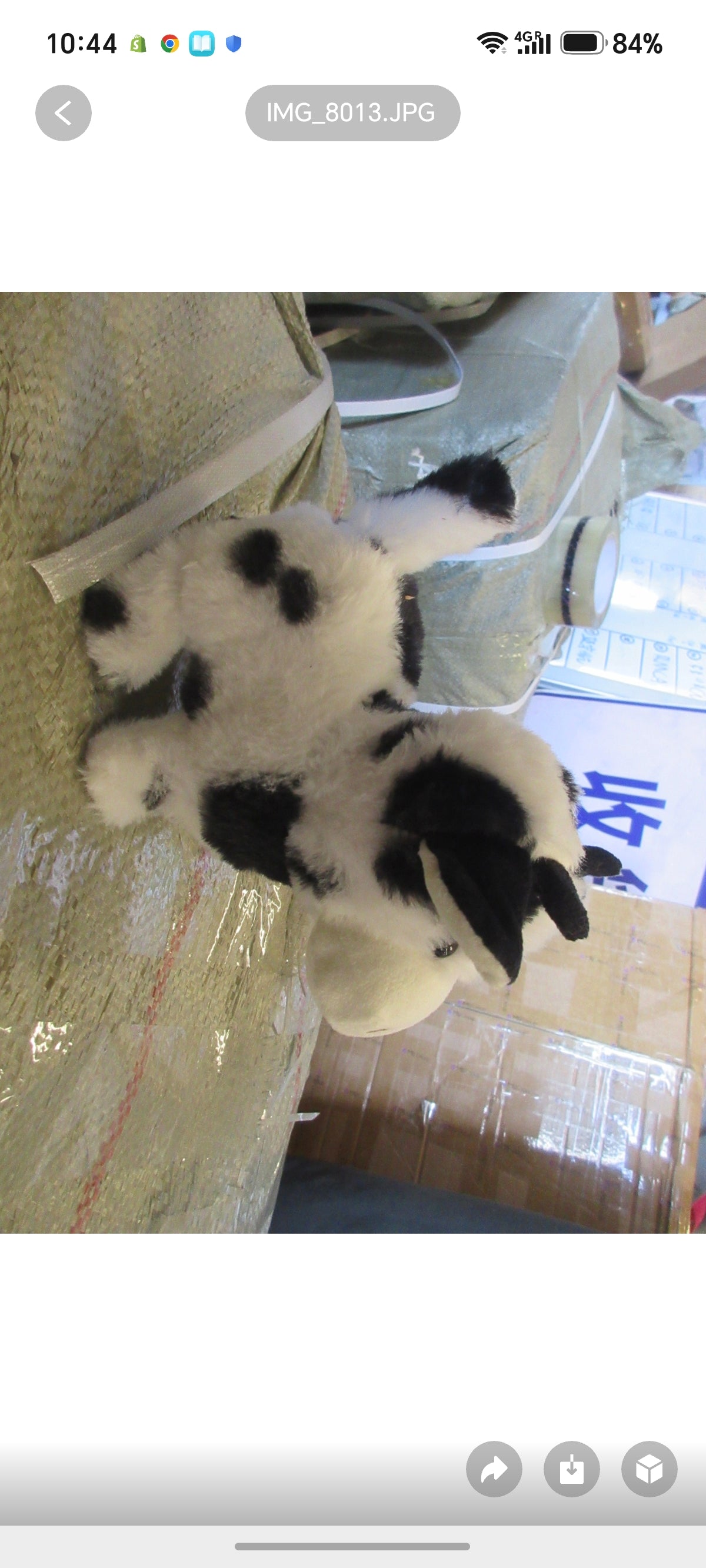 E401- Cow Walks and Moo
