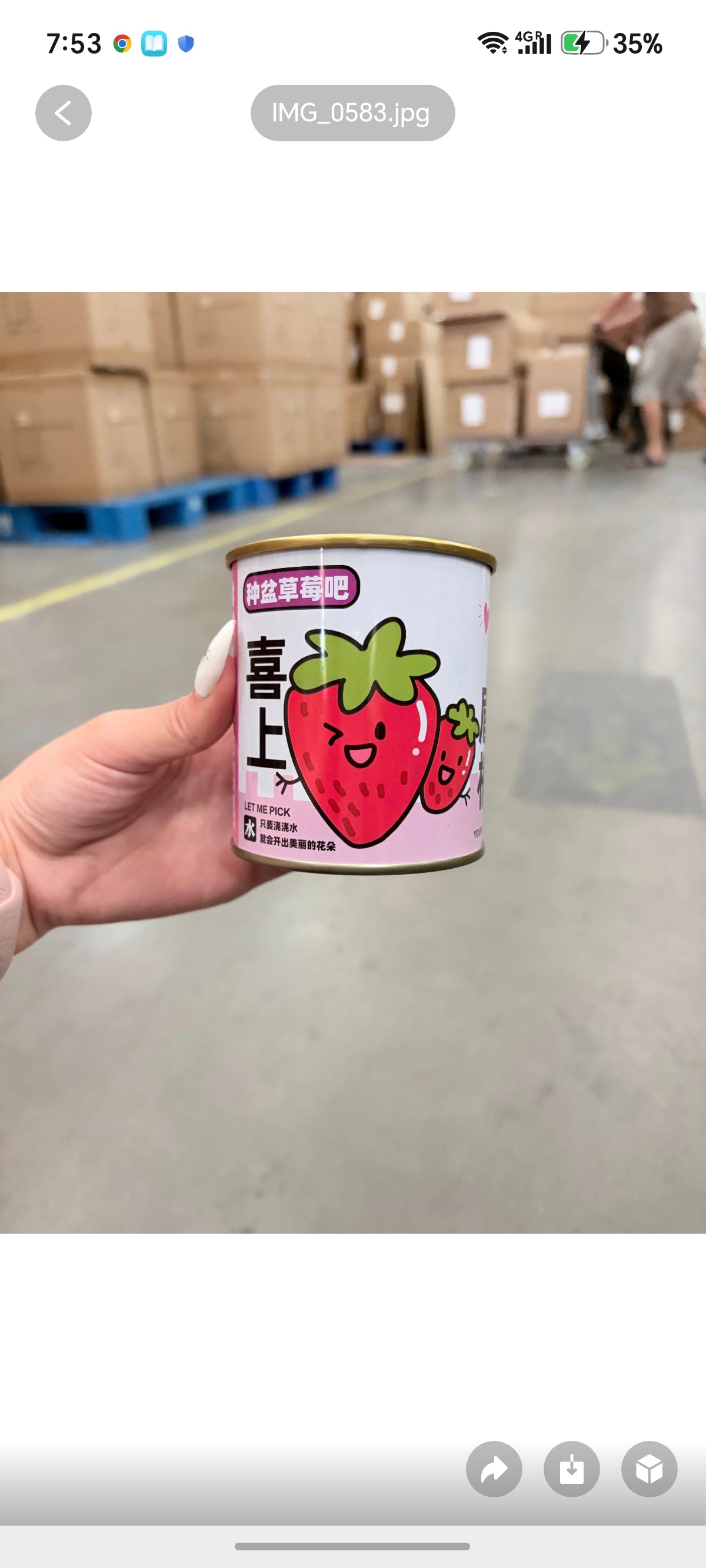 E59-Diy Strawberry plant Tin Set(grow your own Strawberry)(1pc) adult supervision Sharpe edge when Tin open.