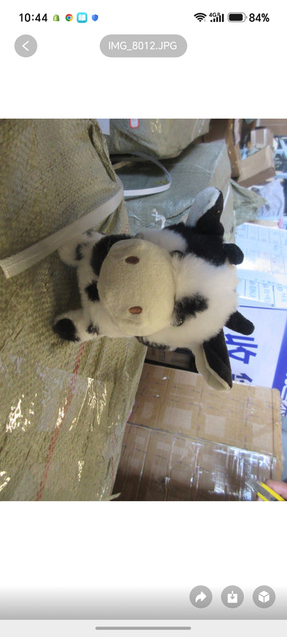 E401- Cow Walks and Moo